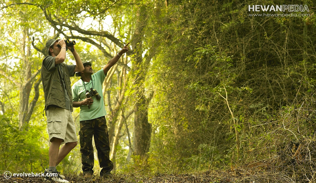 10 Tips Pemula untuk Melakukan Kegiatan Birdwatching atau Pengamatan