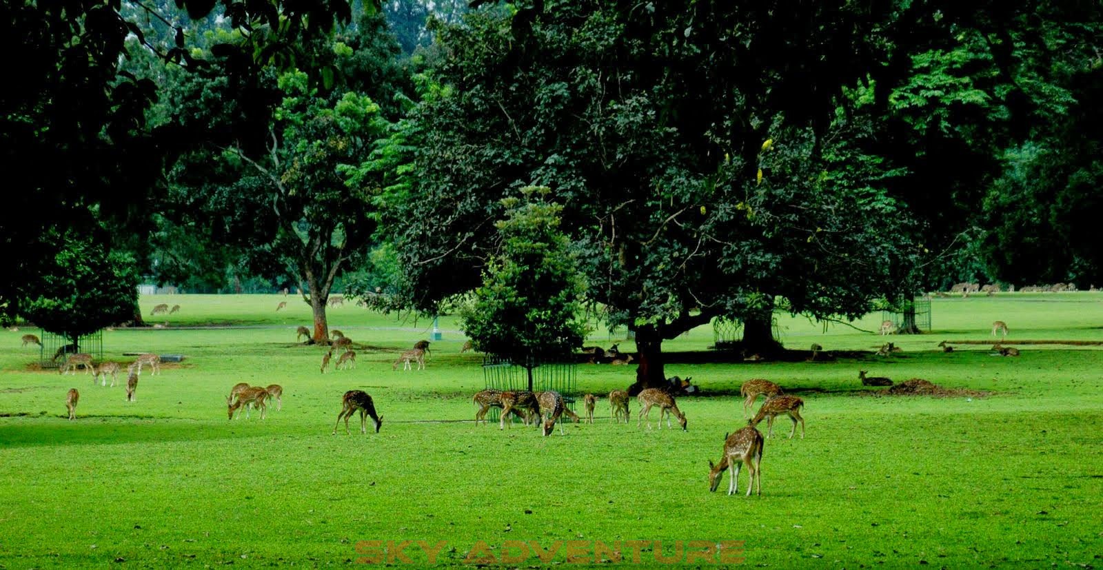 Wisata ke Kebun Raya Bogor OUTBOUND LEMBANG BANDUNGSKY ADVENTURE